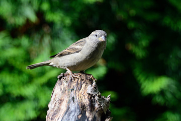 Haussperling Weibchen