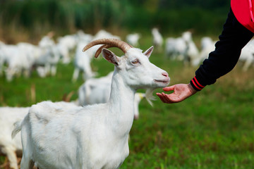 Goats graze on the field