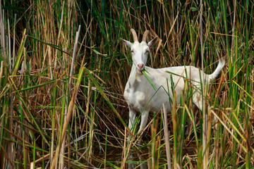 Fototapeta premium Portrait of goat