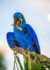 Hyacinth Macaw is sitting on a palm tree and eating nuts. South America. Brazil. Pantanal National Park.