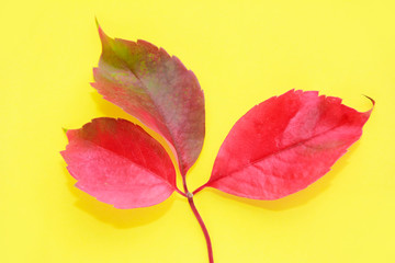 red natural autumn leaves with veins on a yellow background