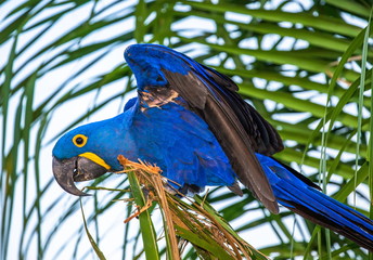 Hyacinth Macaw is sitting on a palm tree. South America. Brazil. Pantanal National Park.