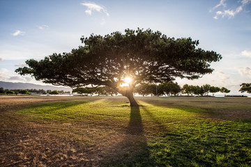 Beautiful old tree with a huge branched crown on a field with green grass and sunrays shining through the branches © Flying broccoli