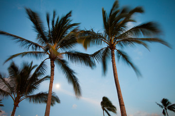 Relaxing holiday on a lonely Caribbean island - palm leaves in front of a blue sky