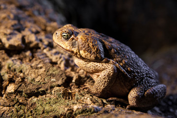 Big brown toad sitting on the bark of a tree in the tropical forest at night