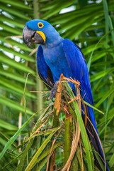 Hyacinth Macaw is sitting on a palm tree. South America. Brazil. Pantanal National Park.