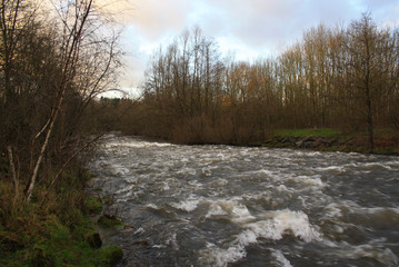 River in the forest