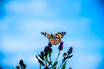 butterfly on flower
