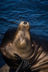 Fototapeta premium Sea Lion in Monterey, California