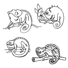set of cheerful chameleons sitting on a branch vector illustration with black contour lines isolated on white background in hand drawn style
