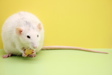 Decorative rat is eating the cheese. The rat is a symbol Of the new year 2020.