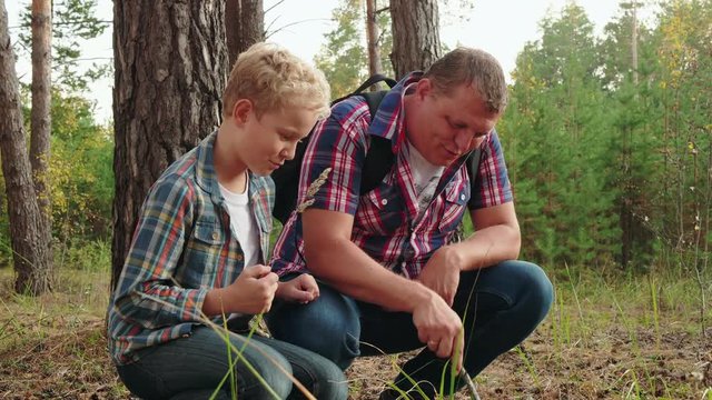 Father and son teenager spending weekend in pine forest at summer hike. Dad and son walking on coniferous forest at summer vacation. Family hike in summer forest