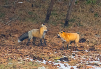 Foxes - Reynard and Vixen