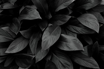 monochrome leaves nature background, closeup leaves texture, tropical leaves - obrazy, fototapety, plakaty