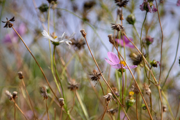 Close Up and Selective focus Purple colors of Beautiful Flower