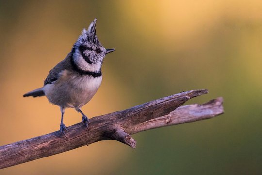 Herrerillo capuchino posando sobre rama