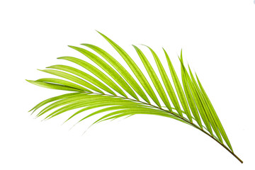leaves of coconut isolated on white background