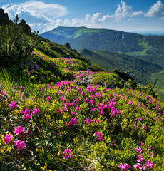 Obraz premium Pink rose rhododendron flowers on summer mountain slope