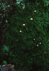 Wet moss closeup with a group of small white toadstools in a dense forest. European forest, north side of tree, natural background concept