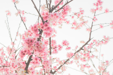 Tamsui Palace, Tamsui Town, New Taipei City-Feb 2,2019: Cherry Blossom of Tianyuan Palace in sunny day.