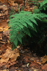 Green fern leaves in the autumn forest, forest substrate, fallen autumn leaves, selective focus on the main subject, shallow depth, vertical composition