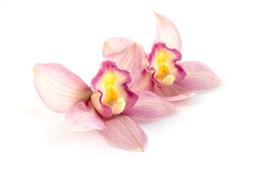 Naklejka na ściany i meble Beautiful pink orchid on white background