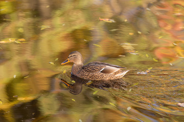 duck in the water