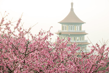 Naklejka premium Tamsui Palace, Tamsui Town, New Taipei City-Feb 2,2019: Cherry Blossom of Tianyuan Palace in sunny day.