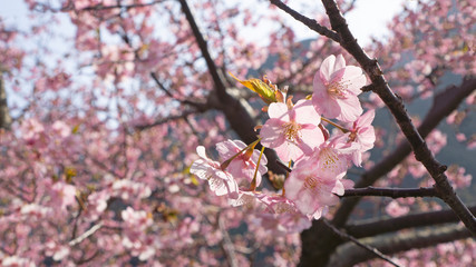 Beautiful cherry blossom sakura flower  in spring with bokeh background
