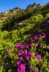 Pink rose rhododendron flowers on summer mountain slope