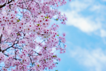 Beautiful Cherry Blossoms On Blue Sky