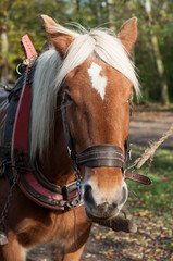 portrait of a farm horse drawn