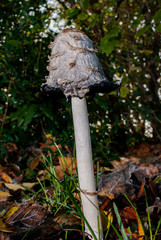 Mushroom in the Forest can be eat or is it poison  
