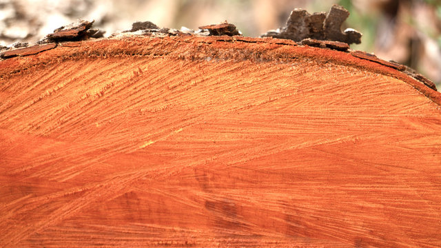Part of wood cross section  of mahogany stump texture pattern with bark on natral background. Detailed organic wooden surface from nature.
