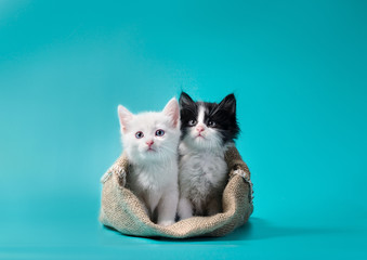 two kittens in a sack turquoise background