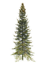 Pine Christmas tree on white background