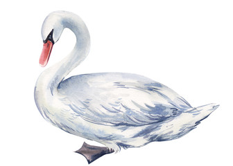 watercolor illustration, swan on an isolated white background  © Hanna