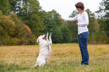 Woman training a Labrador Retriever dog breed