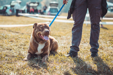 Beautiful pit bull dog resting on grass, before the dog show, exhibiton