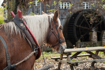 portrait of a farm horse drawn