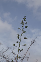 sea beach coast tropical Bonaire island Caribbean sea
