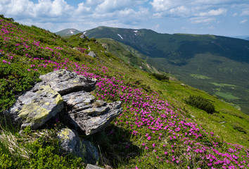 Blossoming slopes (rhododendron flowers ) of Carpathian mountains.