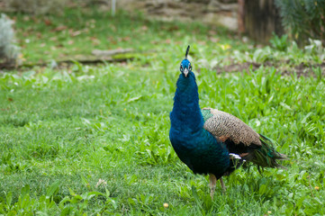 Obraz premium Portrait of peacock walking in a public garden