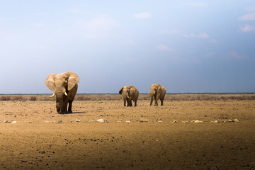 African elephants walk across the savannah of Etosha National Park, Namibia