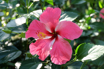 Macro shot of a beautiful and vibrant hibiscus flower. Red hibiscus flower on a green background. In the tropical garden. Real nature flowers. 