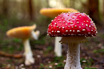Fliegenpilz