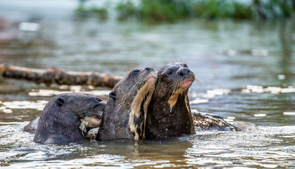 Obraz premium Three otters in the river. Close-up. South America. Brazil. Pantanal National Park.