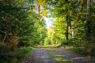 Picture of country side road in the green summer forest