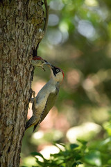 The European Green Woodpecker, Picus viridis is feeding its chicks before they will have the first flight out. Nesting cavity is in old dry tree, green background, pretty morning and soft golden light