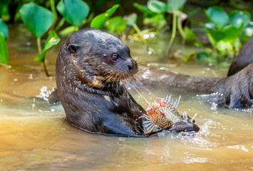 Giant otter eats fish in water. Close-up. Brazil. Pantanal National Park.